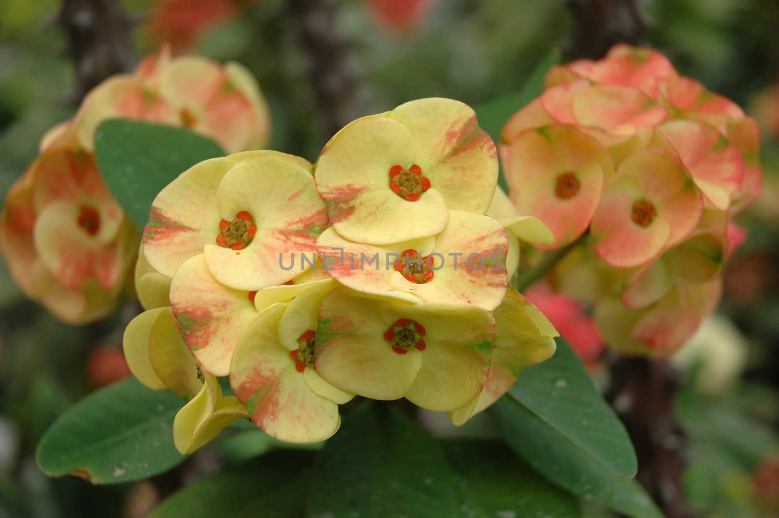variety of gardenia flower in backyard house terrace