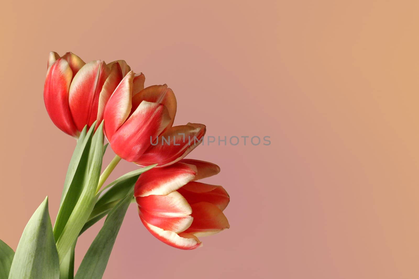 Three tulips beautifully shown isolated with lots of room for message or advertising copy.