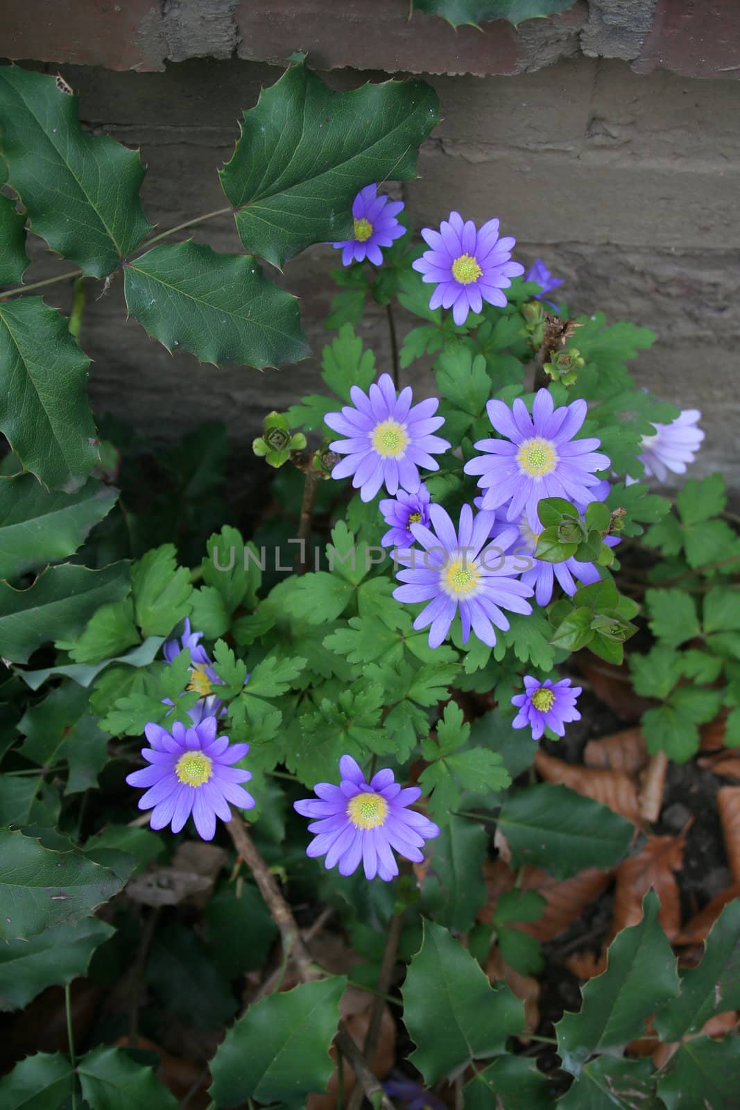 Purple-blueish Anemone Blanda near a wall in a shadowy backyard garden. Northern Germany in April. They grow in nutrient-rich, moist but well-drained soil. Height 10 - 15 cm.