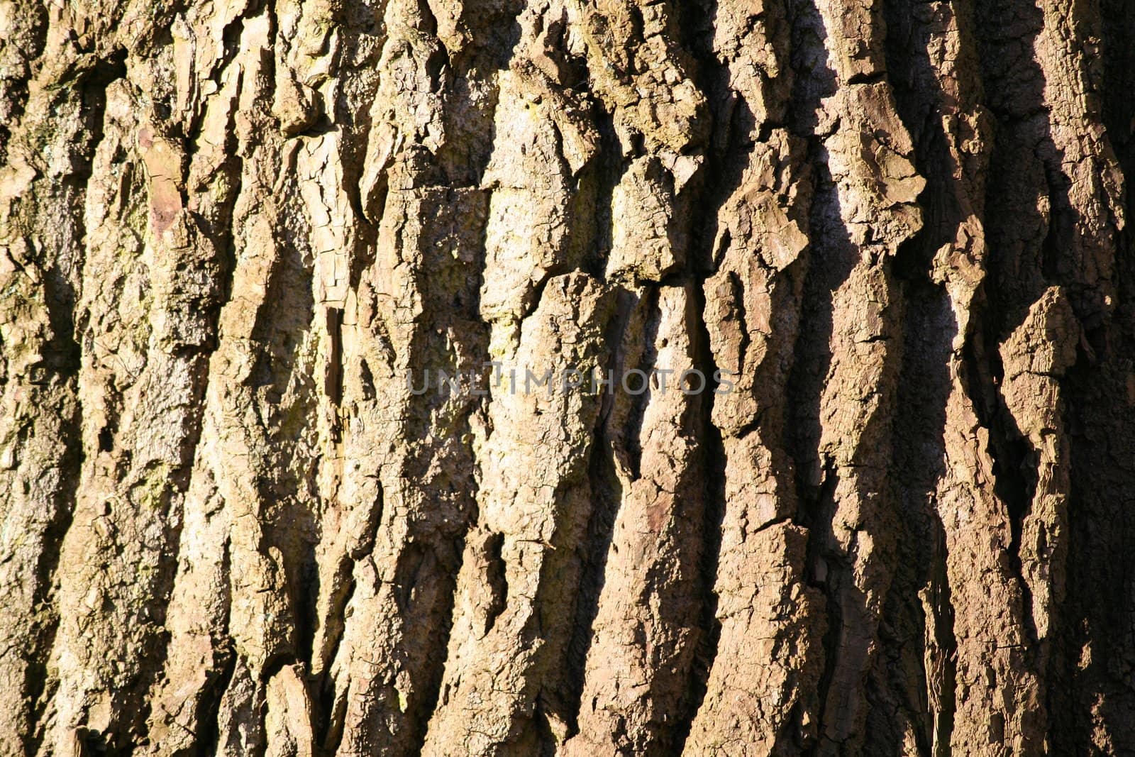 Tree bark by hanhepi