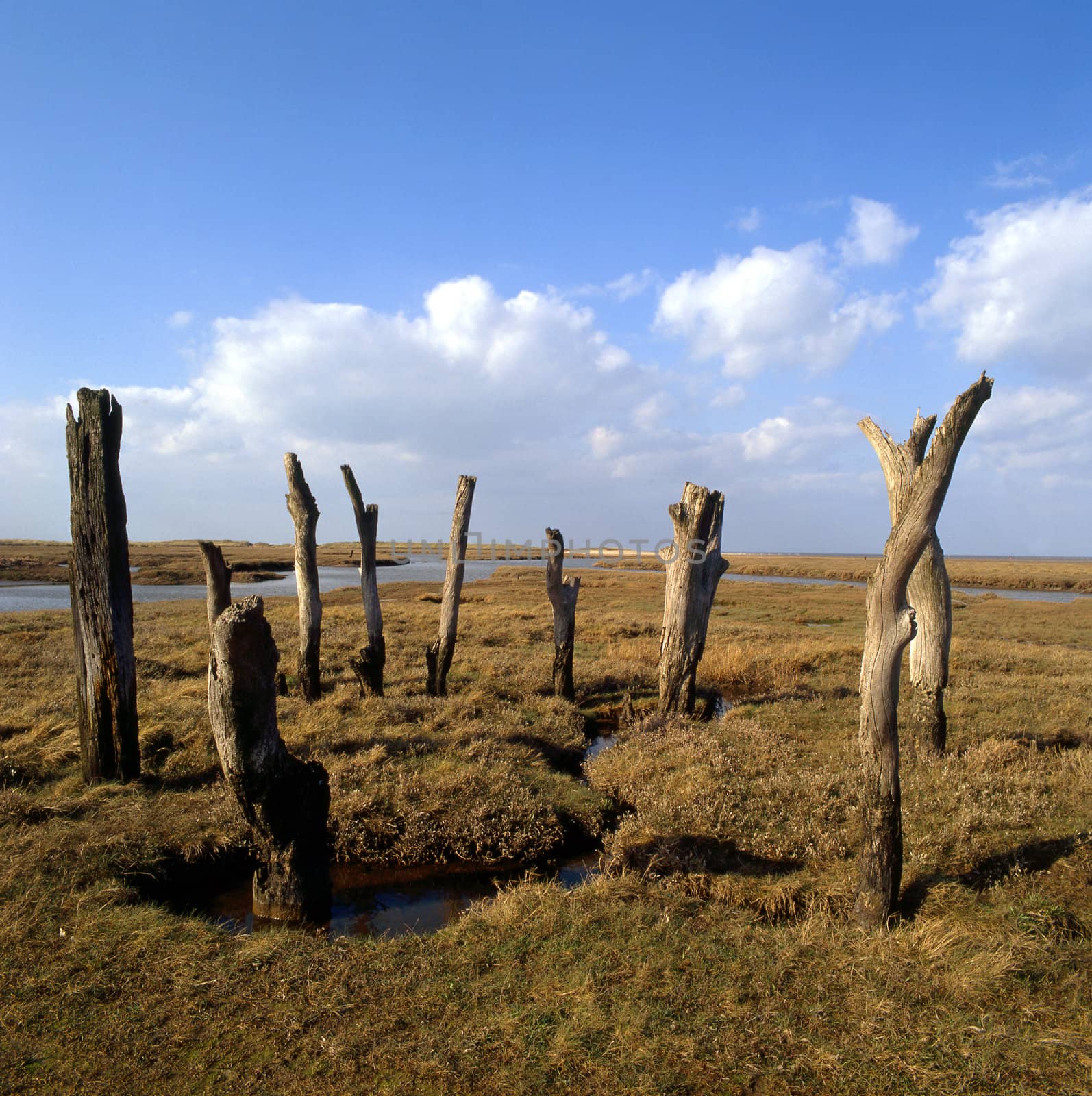 Circle of dead trees exposed on flat fenland