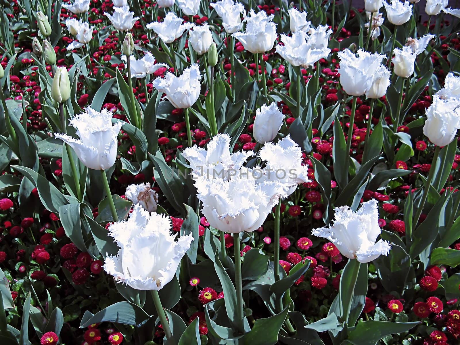 white tulips in a flower bed