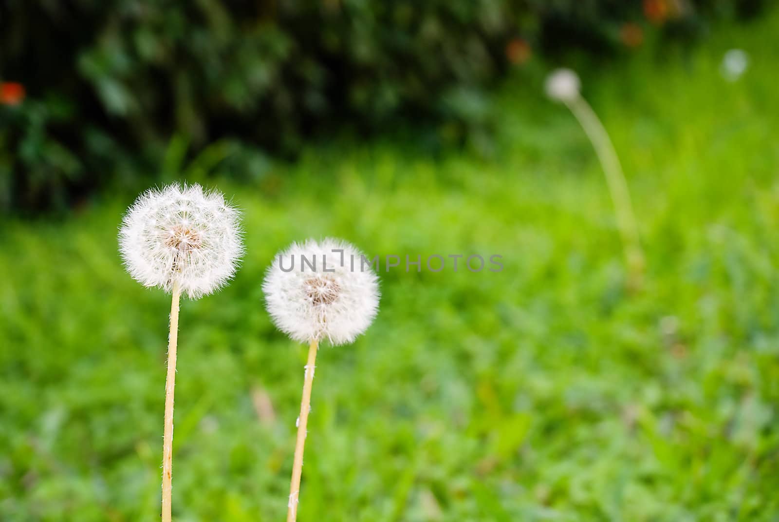 Two dandelions with green grass in the blurred background. Loads of copy space.