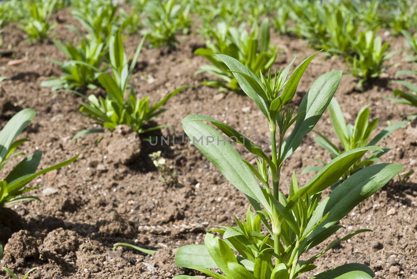 Detail in perspective of young green plants in rows in brown soil.