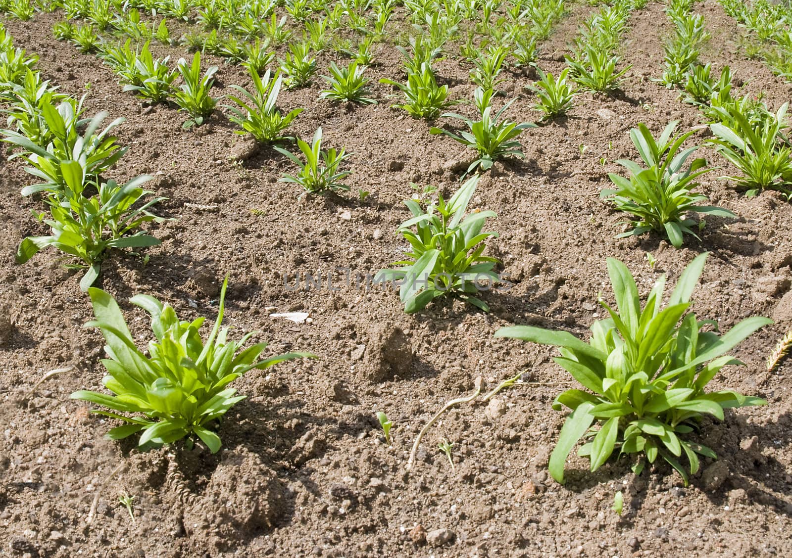 Detail in perspective of young green plants in rows in brown soil.