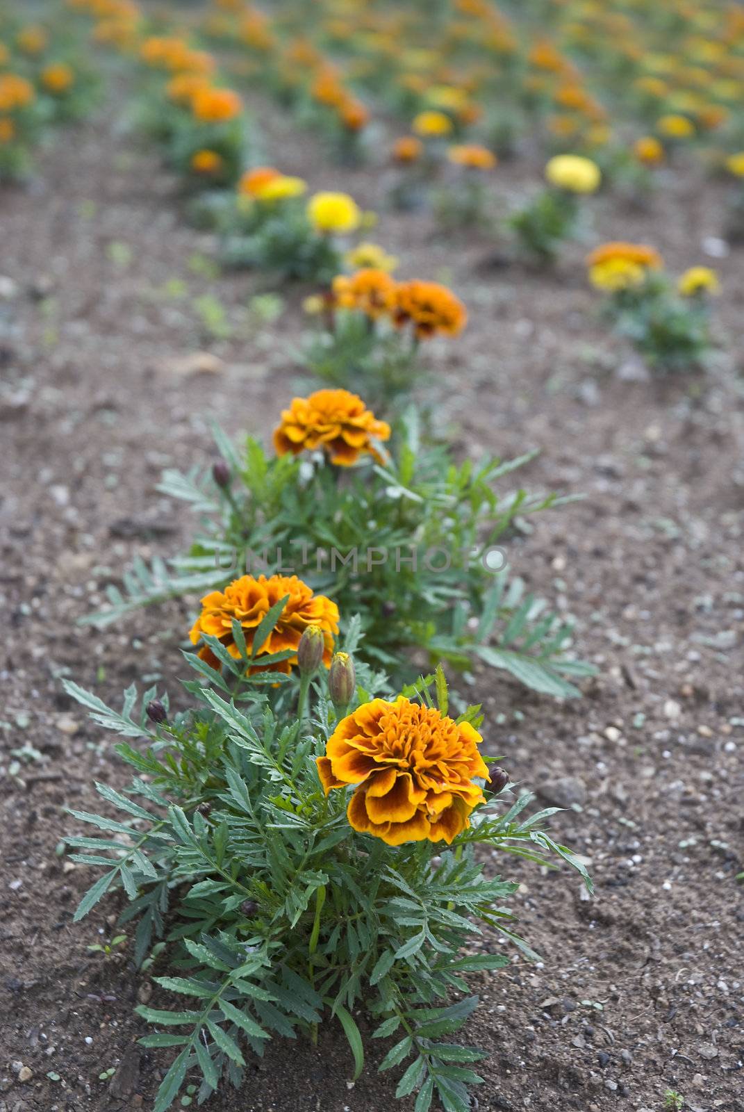 Detail in perspective of a line of orange flowers planted in brown soil.