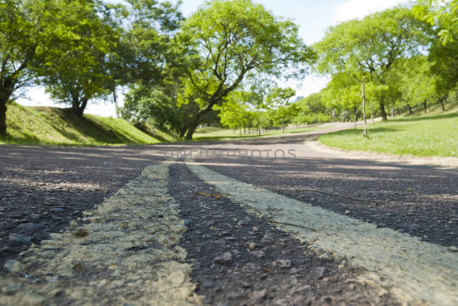 Ground level shot of a street in a park, with yellow street lines.