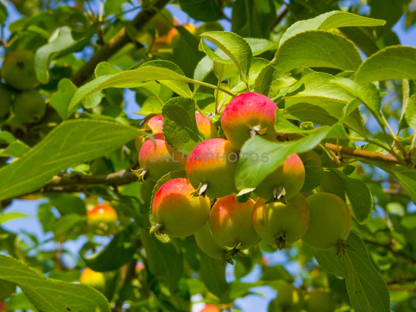 image of small apples on a branch of an apple-tree