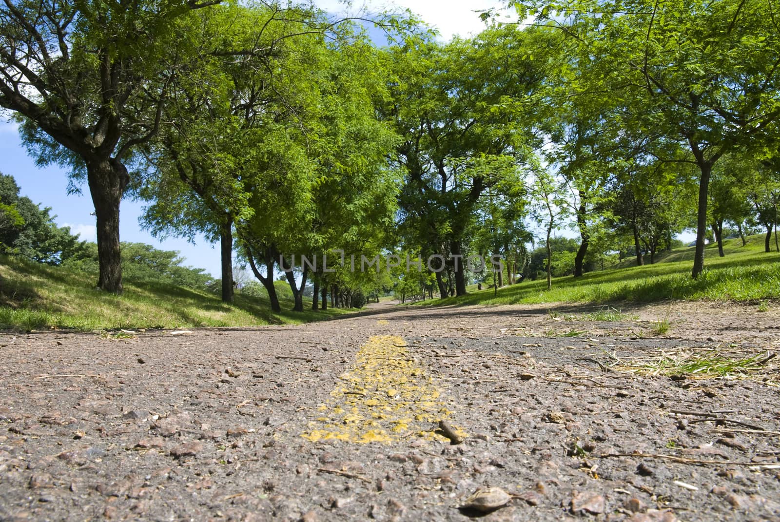 Ground level shot of a street in a park, with yellow street lines.