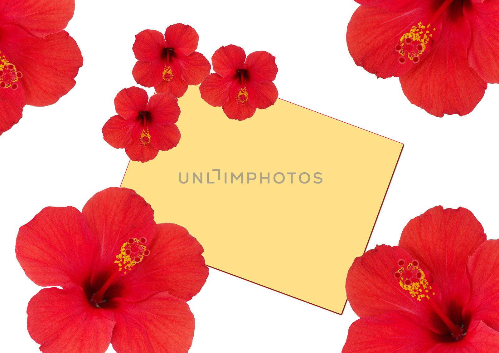 Flowers hibiscus around of a card by soloir
