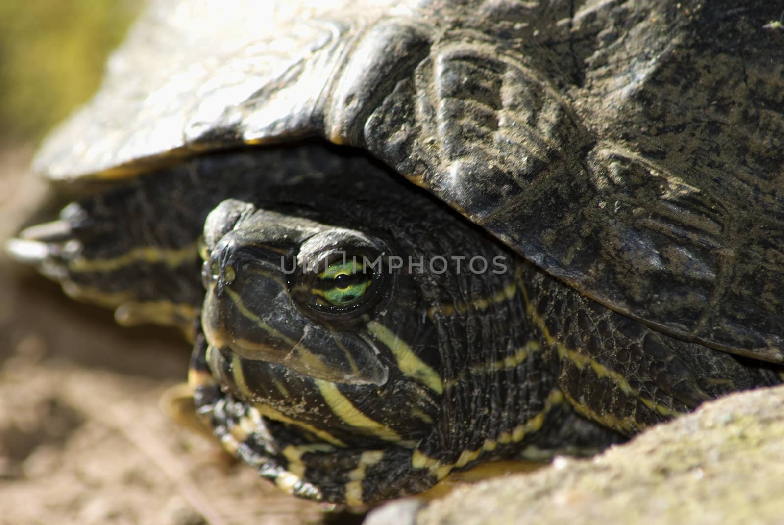 Head profile-shot of a painted turtle, with shell blurred in the background.