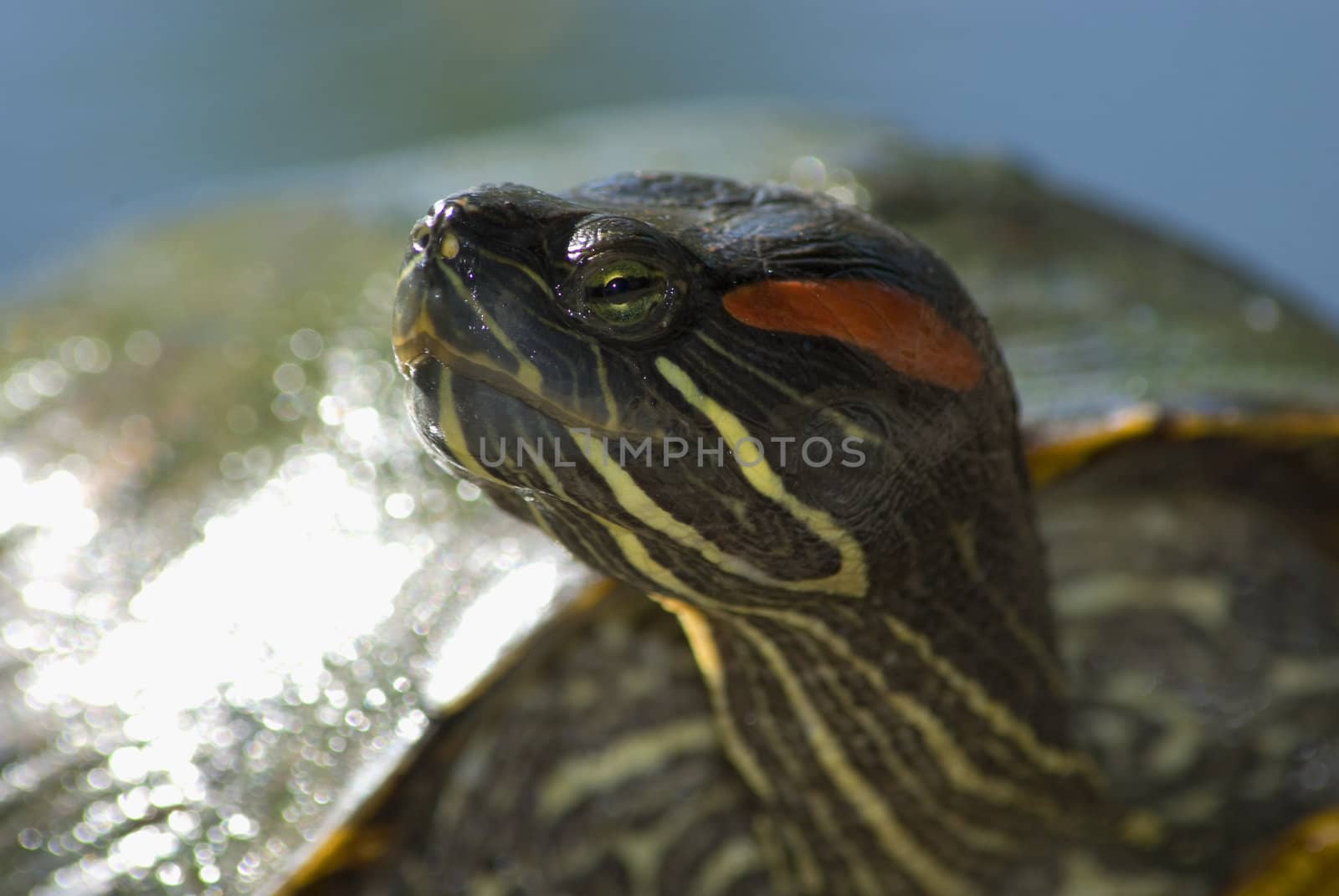 Head profile-shot of a painted turtle, with shell blurred in the background.