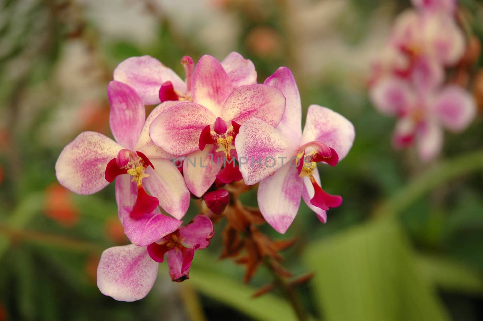 dendrobium orchid by bluemarine