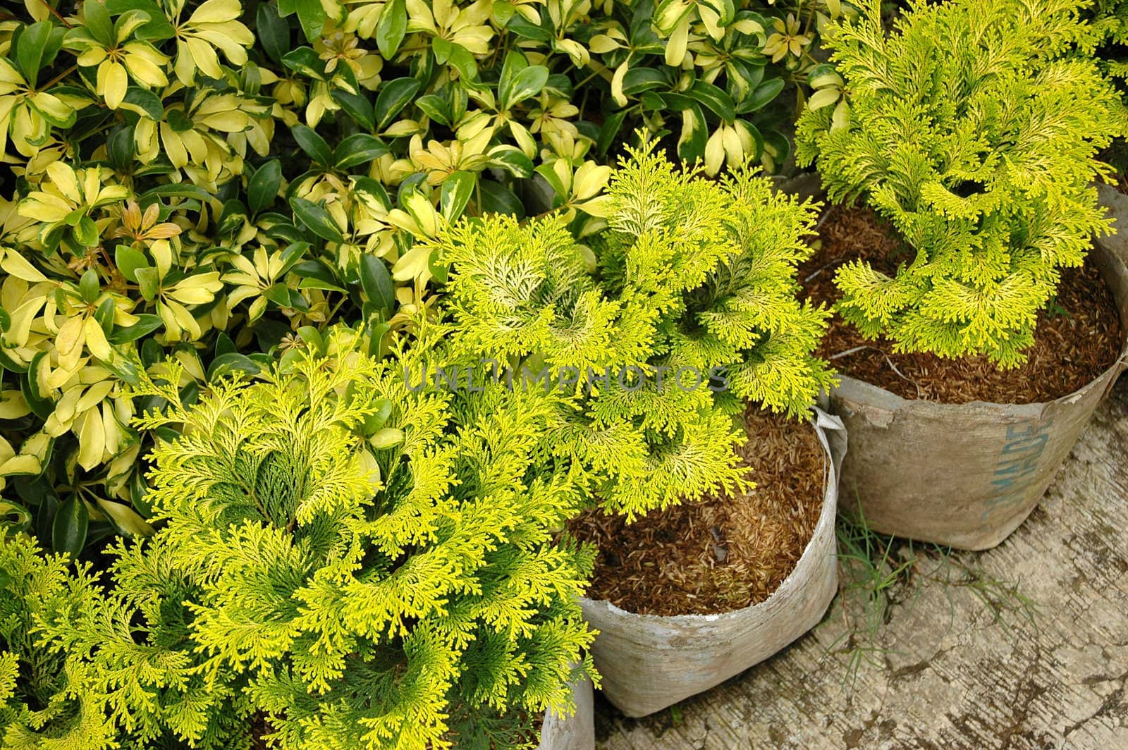 green leaf as background, suitable for garden and flower research
