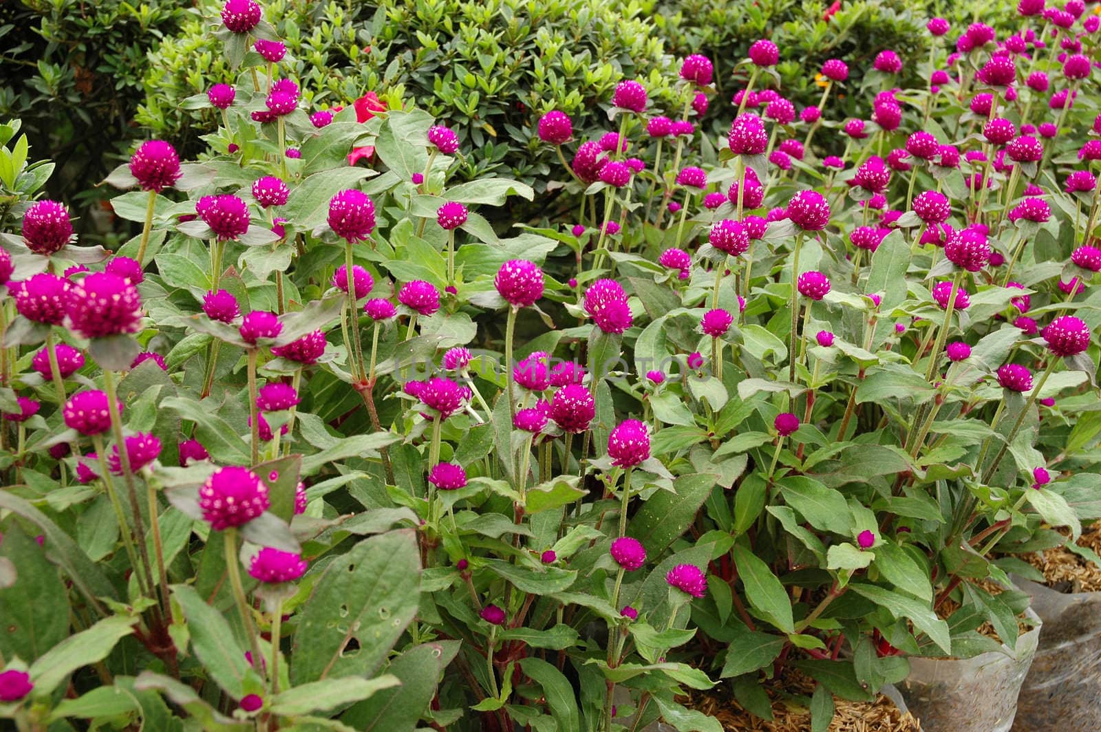 purple cone flower that growth well in indonesia