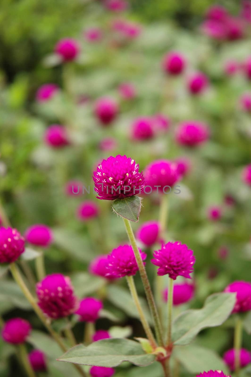 purple cone flower that growth well in indonesia