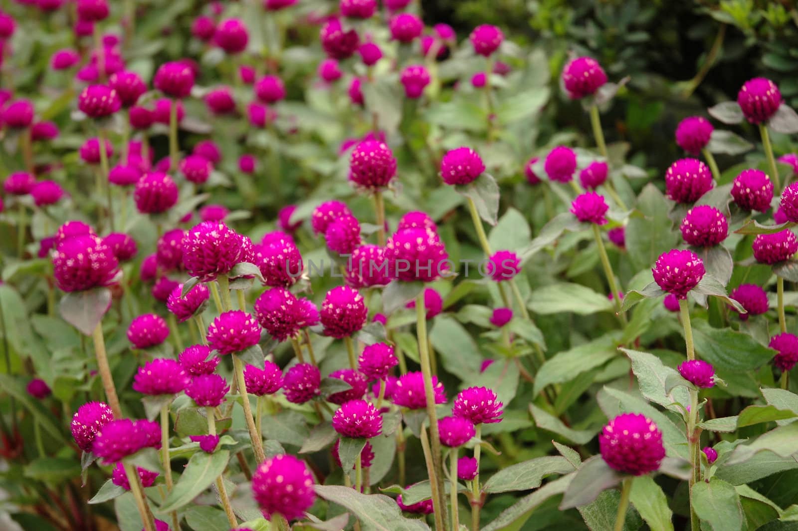 purple cone flower that growth well in indonesia