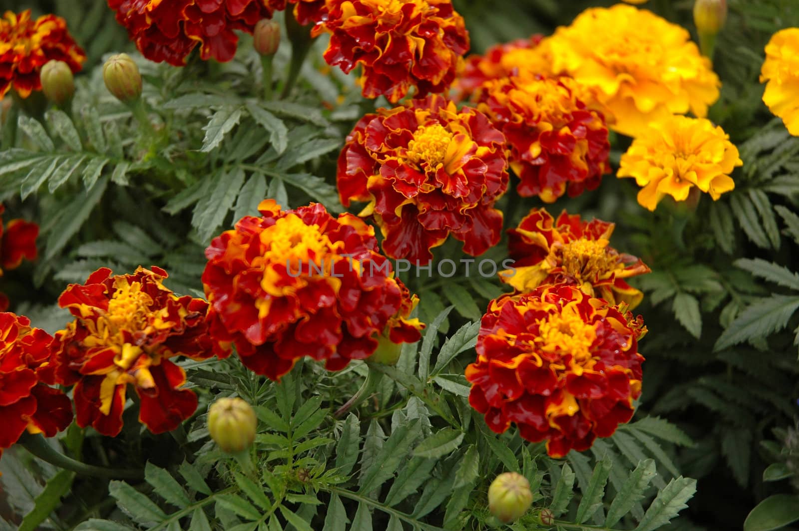 beautiful yellow aster flower that growth well in tropical country