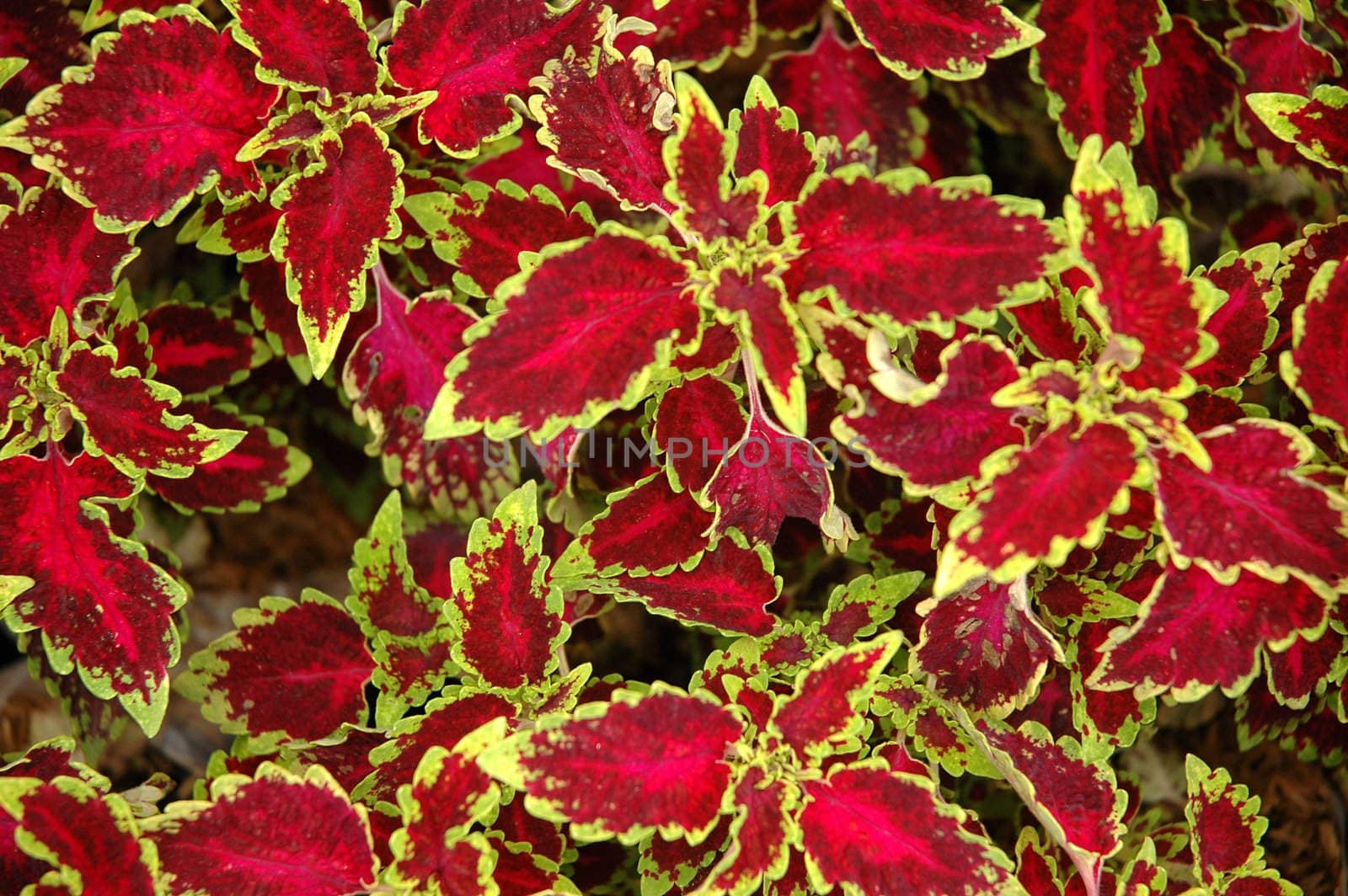 red leaf as background, suitable for garden and flower research