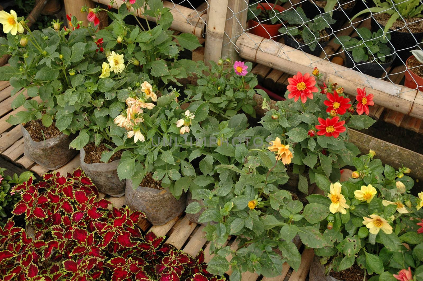 variety of gardenia flower in backyard house terrace