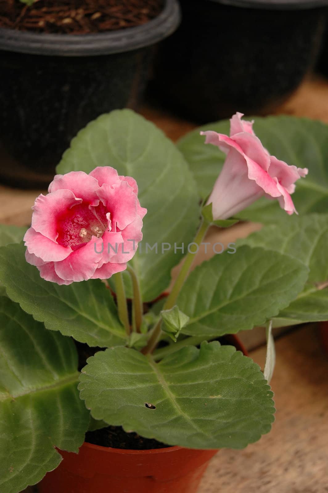 purple rose that growth well in tropical climate