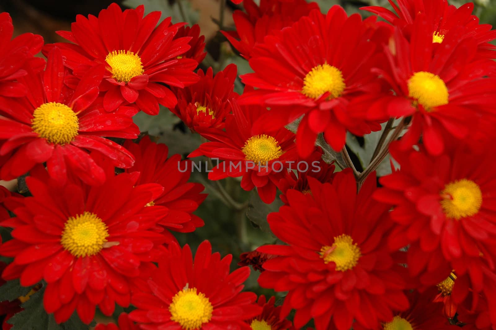 beautiful aster flower that growth well in tropical country