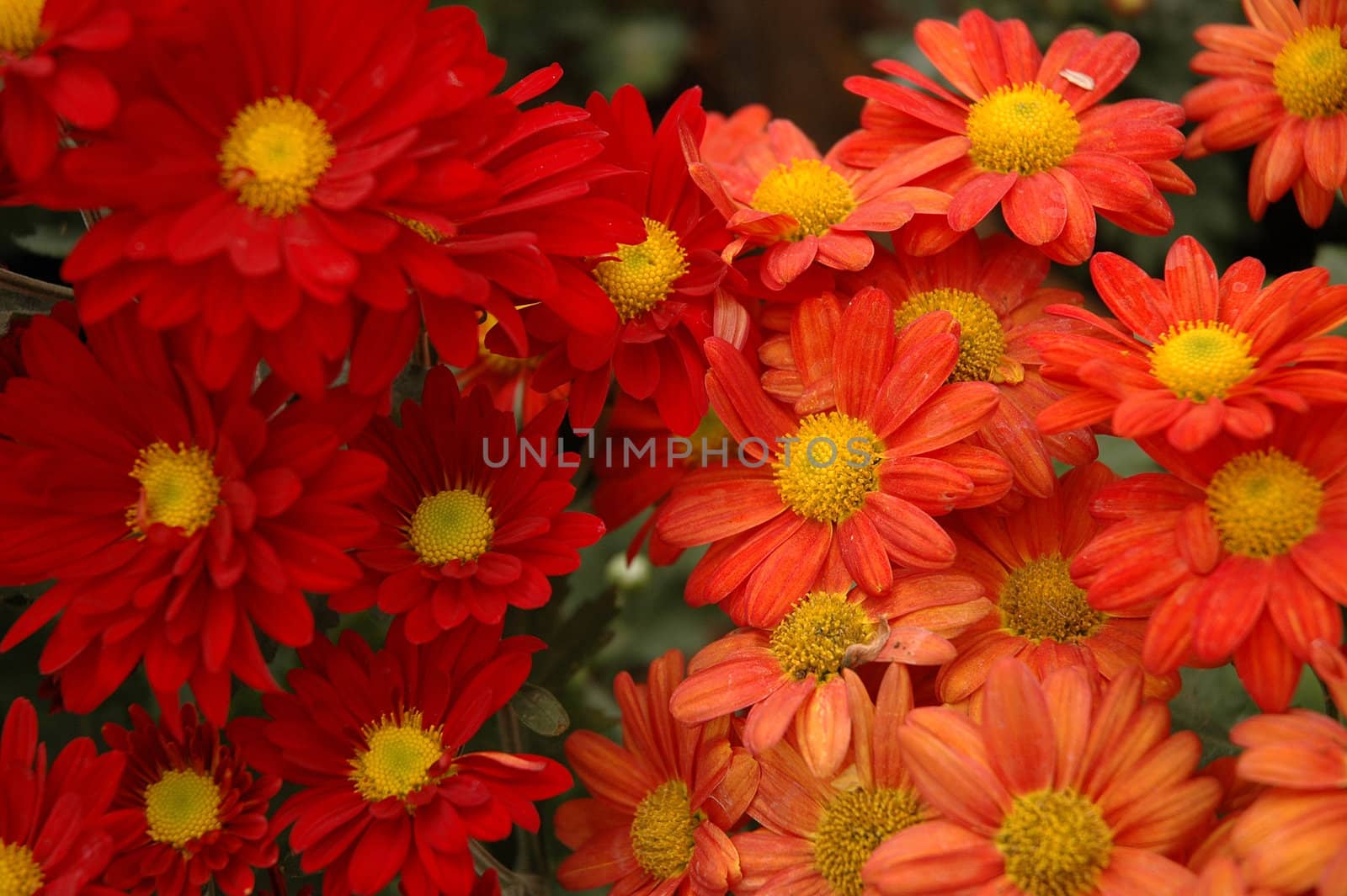 beautiful aster flower that growth well in tropical country