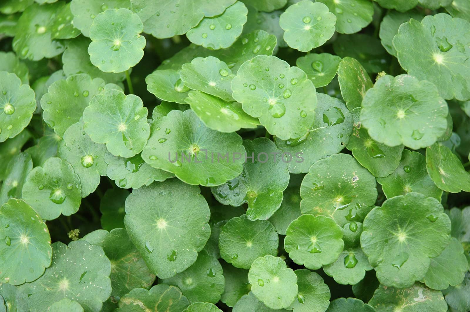 green leaf as background, suitable for garden and flower research