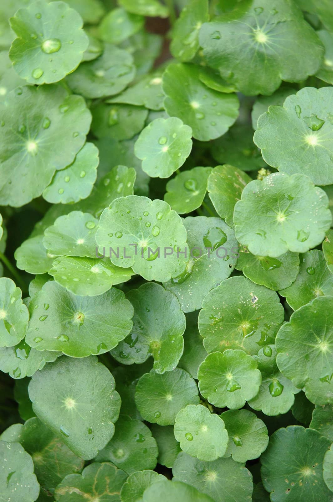 green leaf as background, suitable for garden and flower research