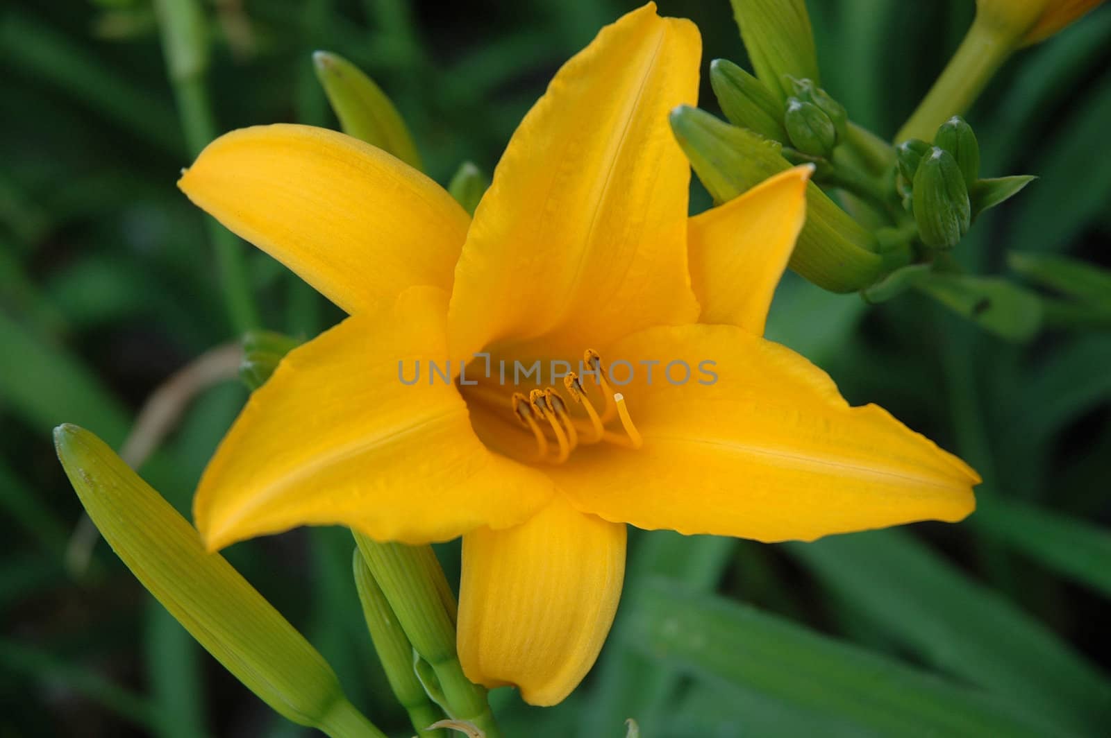 yellow tulip that growth well in indonesia