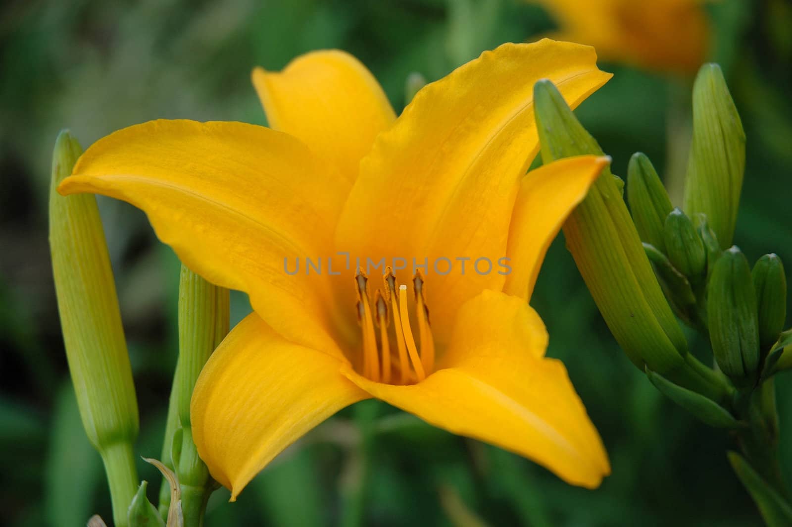 yellow tulip that growth well in indonesia