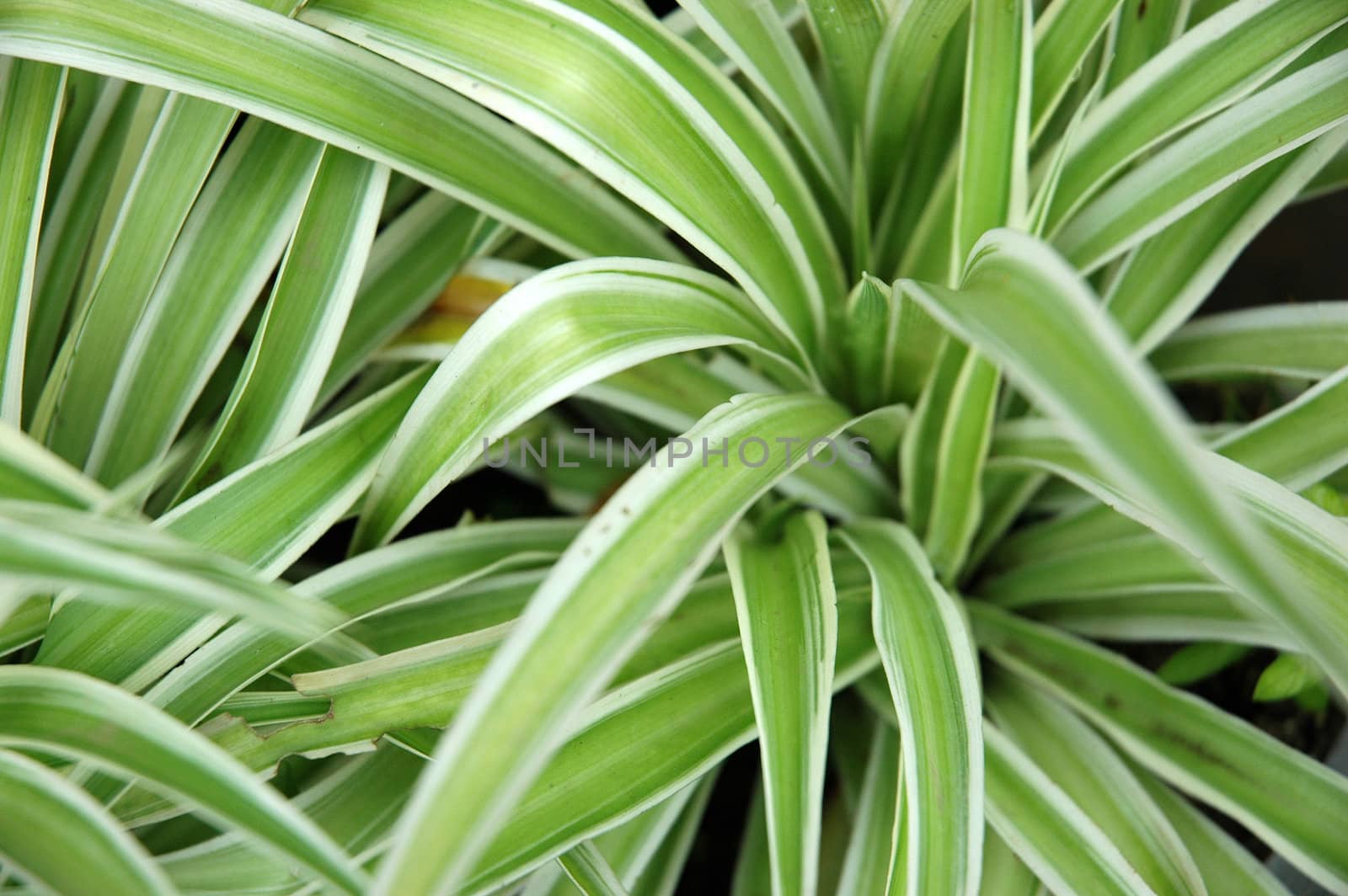 green leaf as background, suitable for garden and flower research