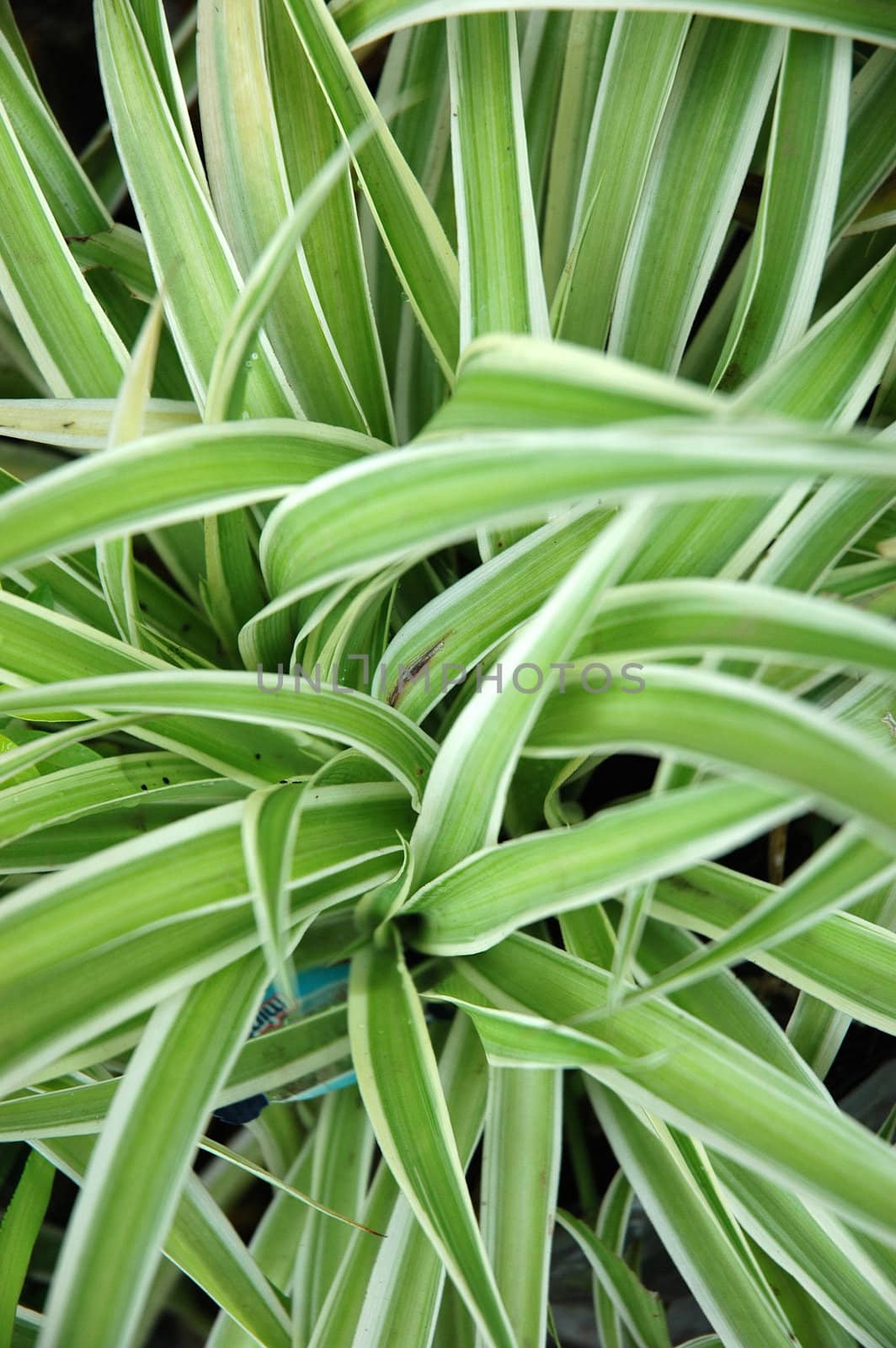 green leaf as background, suitable for garden and flower research