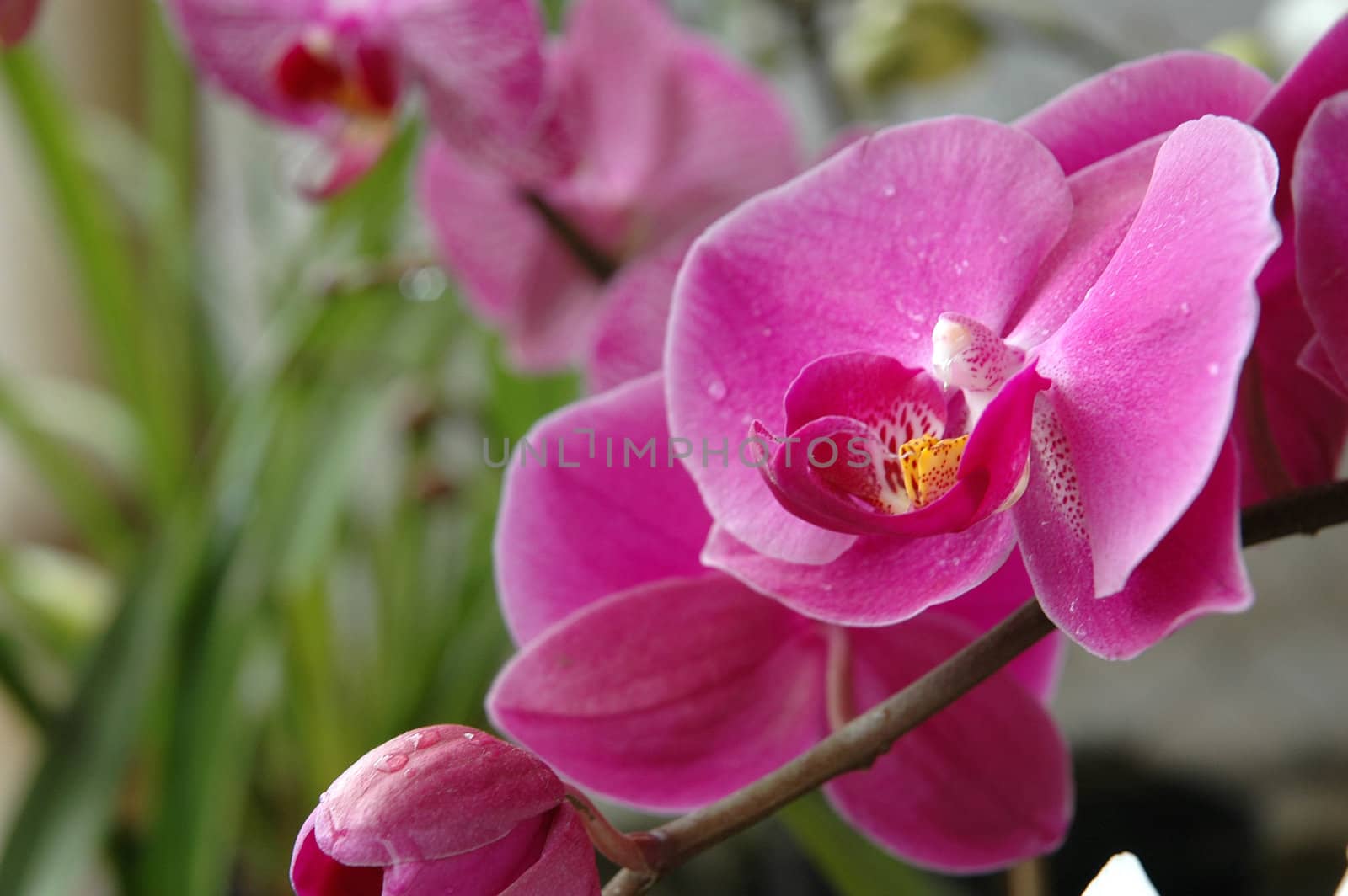 dendrobium orchid by bluemarine