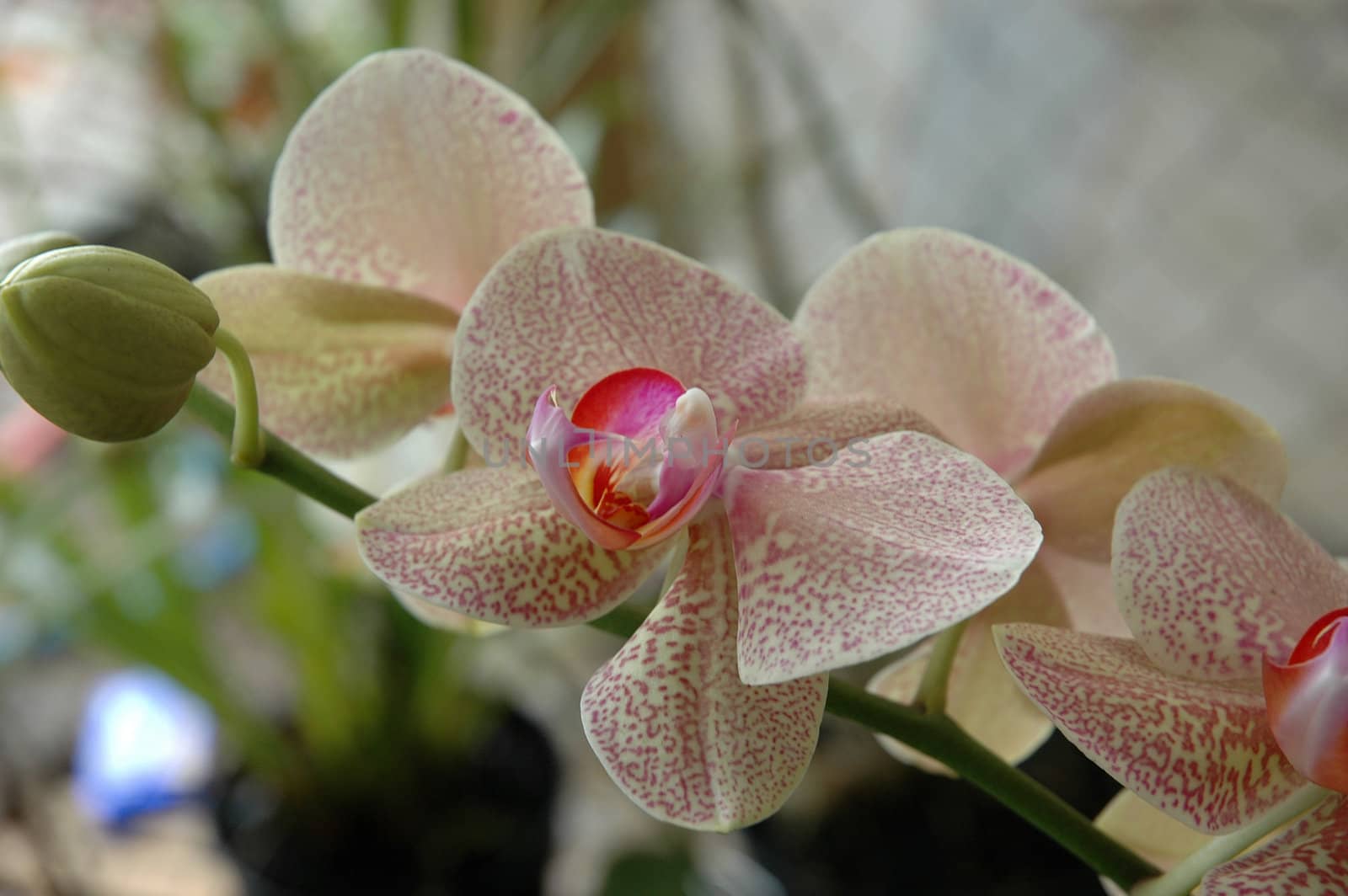 dendrobium orchid by bluemarine