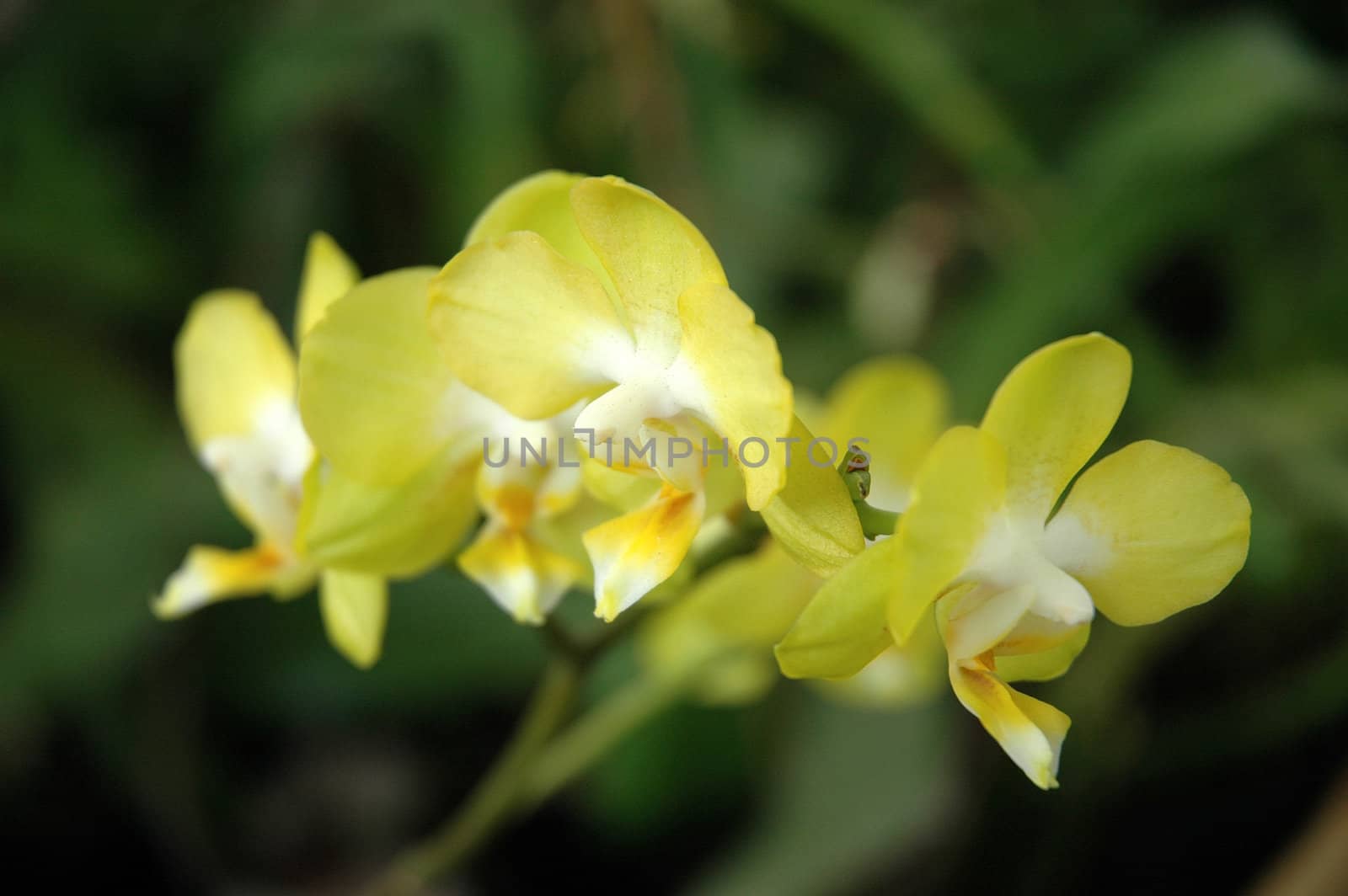 dendrobium orchid by bluemarine