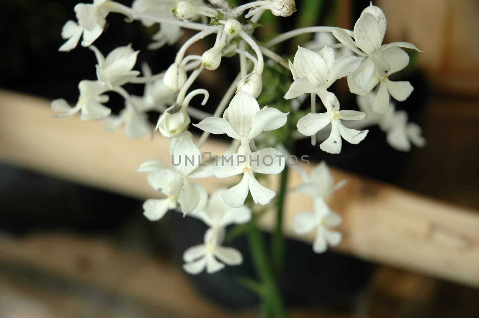 dendrobium orchid by bluemarine