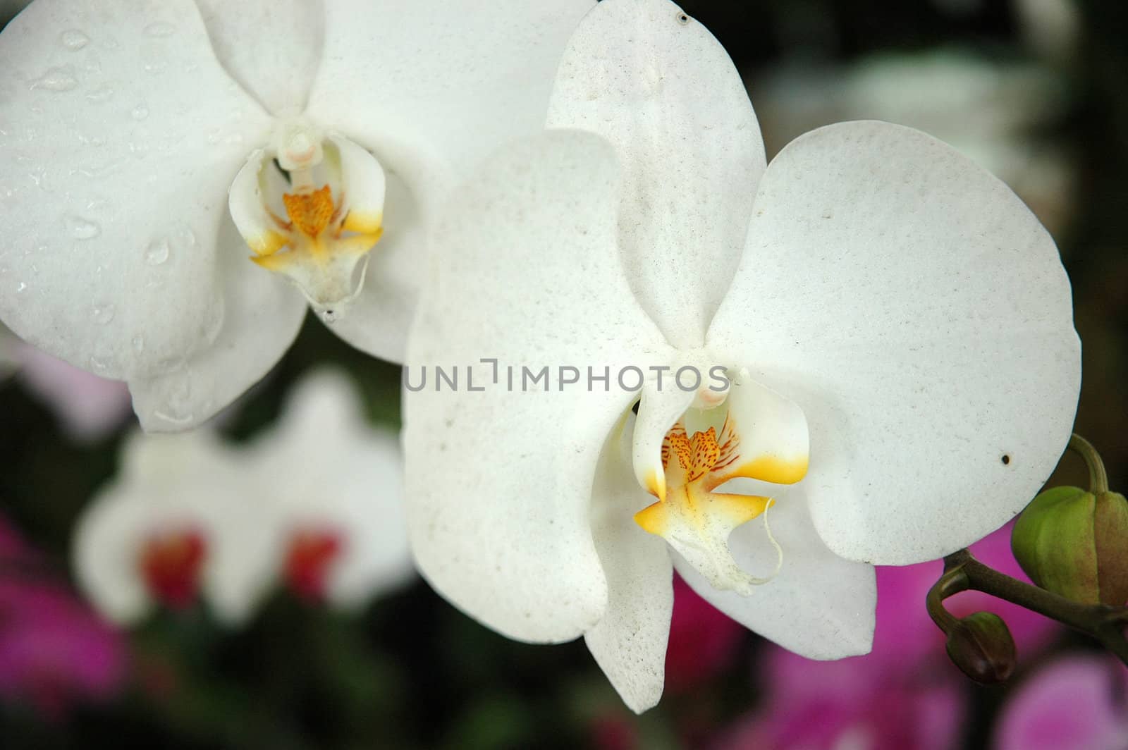 dendrobium orchid by bluemarine