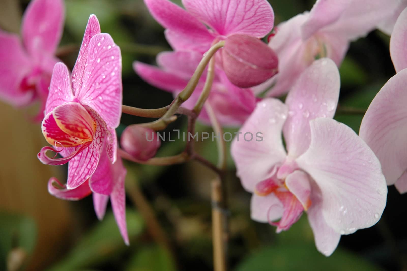 dendrobium orchid that growth well in tropical climate