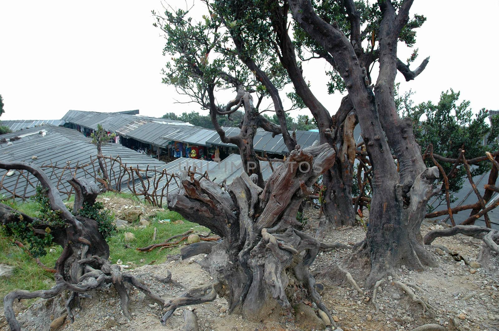 panoramic view of tangkuban perahu crater in bandung, west java-indonesia