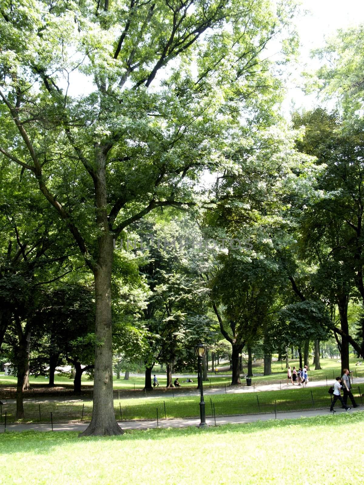 Central Park in New York City