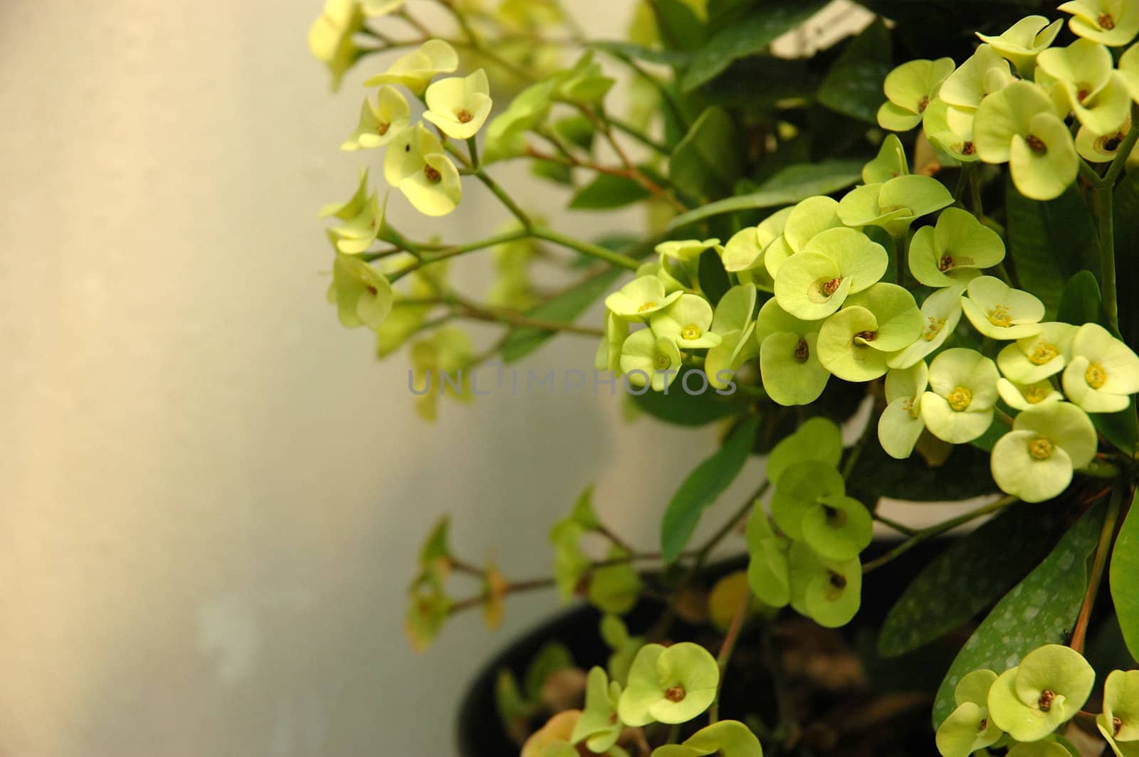green dendrobium that growth well in tropical climate