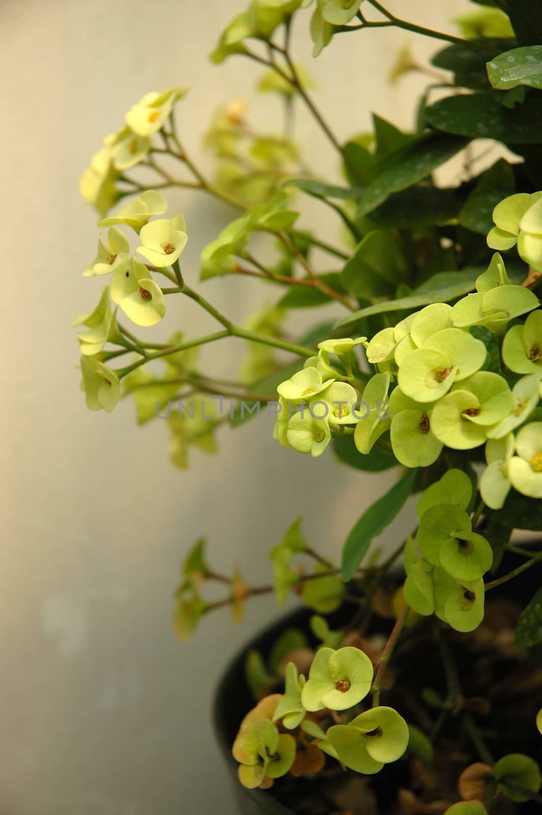 green dendrobium that growth well in tropical climate