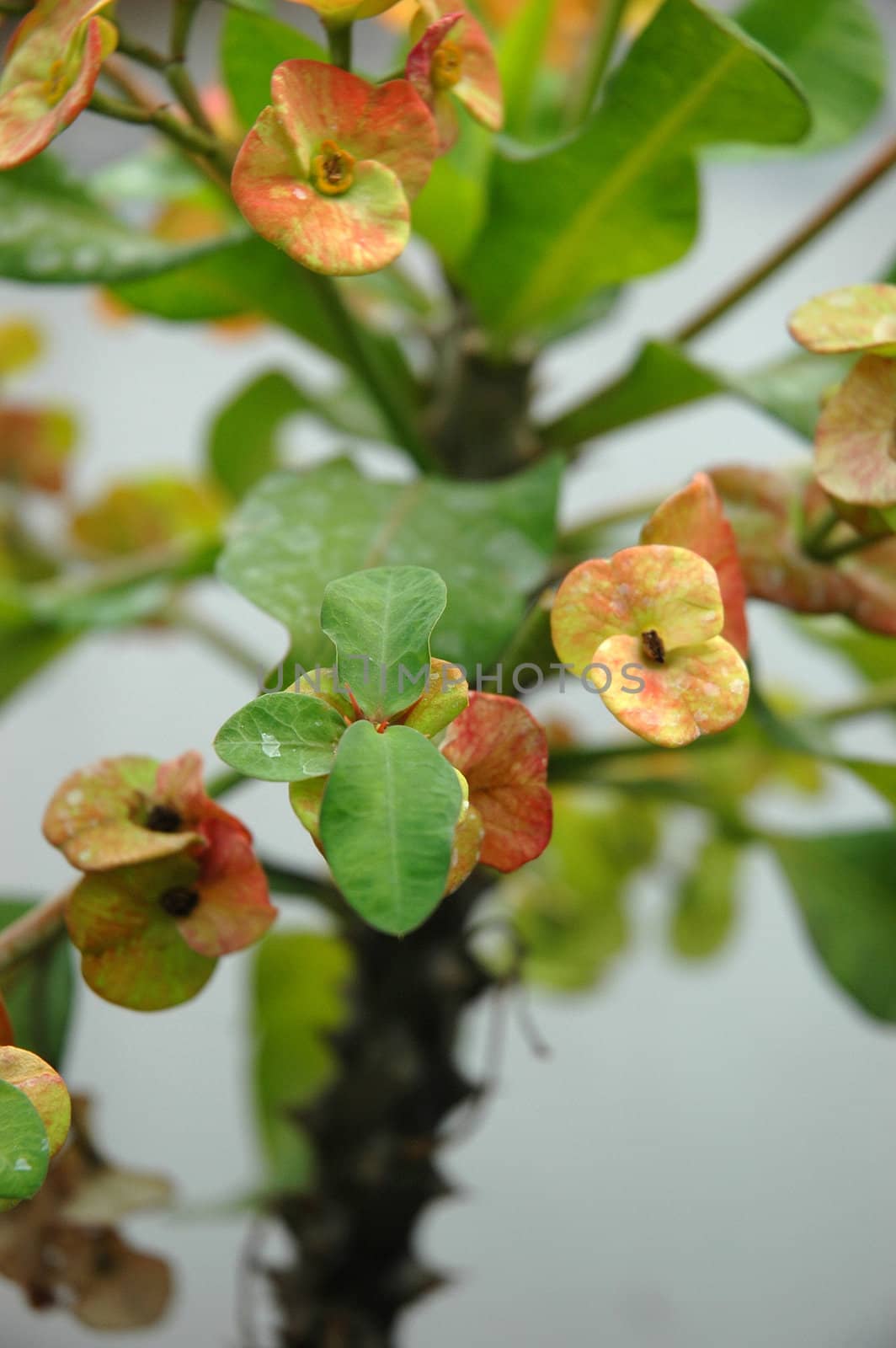 green dendrobium that growth well in tropical climate