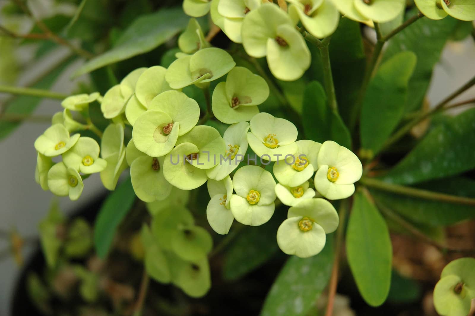 green dendrobium that growth well in tropical climate