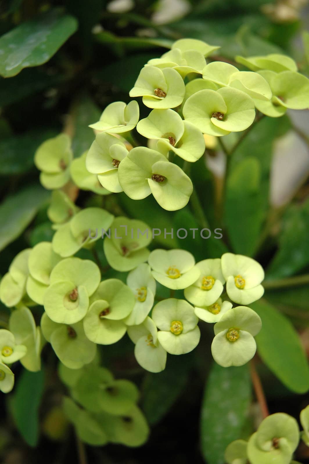 green dendrobium that growth well in tropical climate
