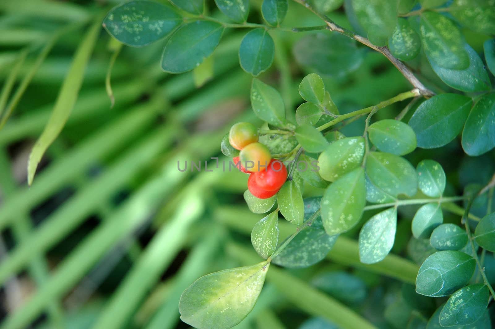 tropical flower that growth well in indonesia