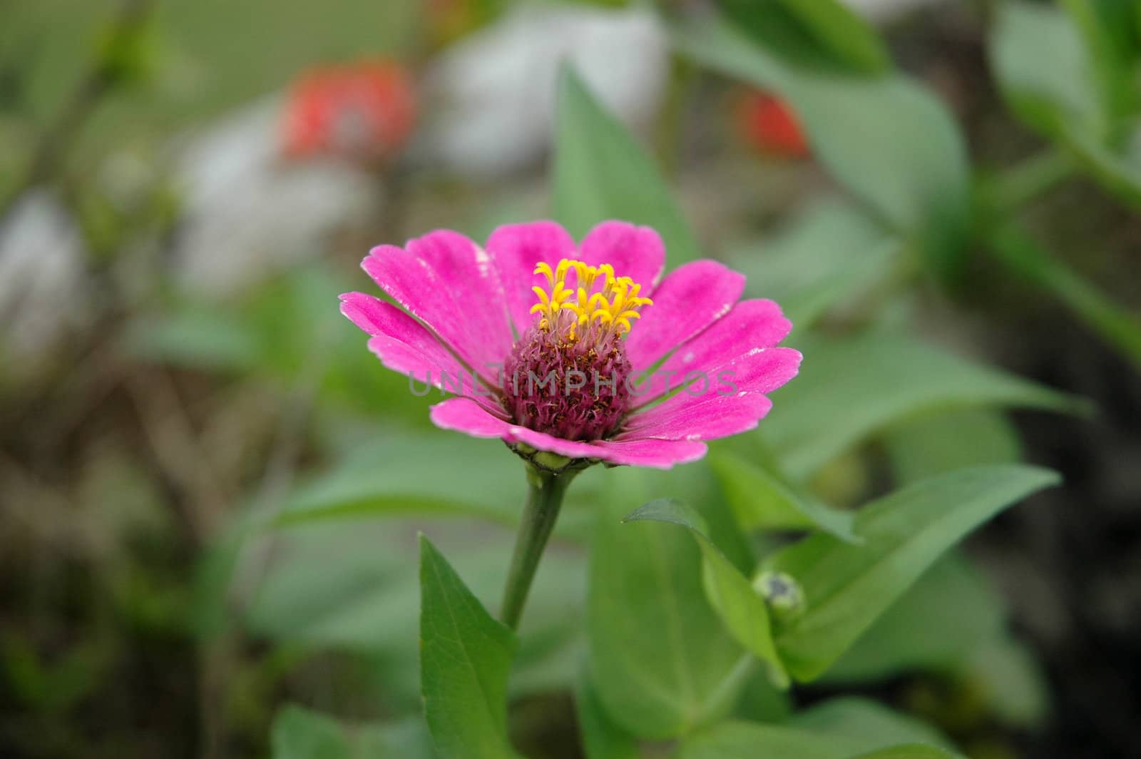 purple aster that growth well in tropical climate