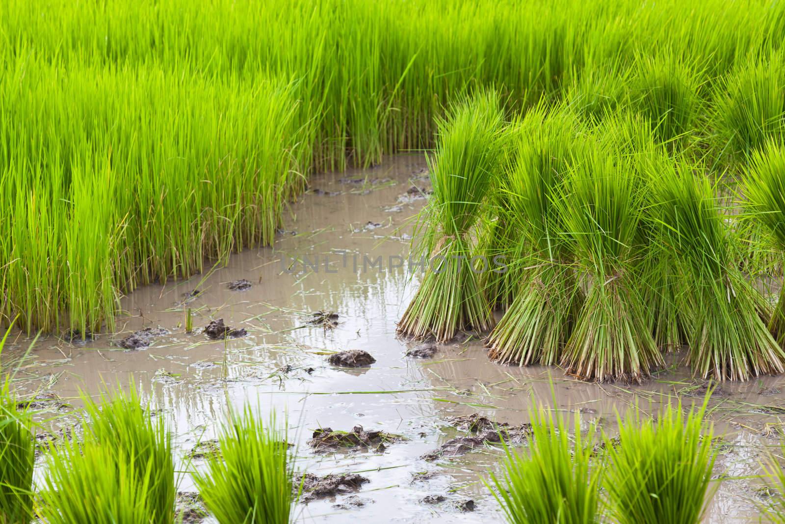 Sprout, Thai Rice field