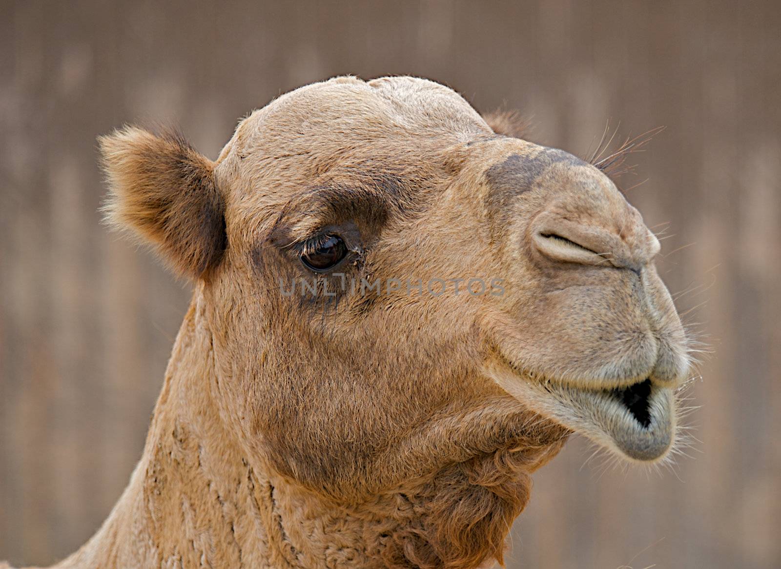 Close up of the face of a camel with pouty lips.